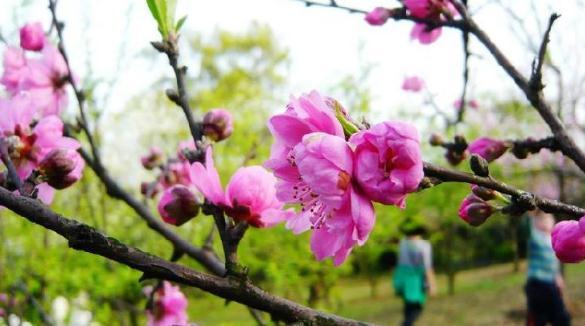 重庆6条都市观光线路载你赏花 开往春天的公交车来了 重庆6条都市观光线路载你赏花 开往春天的公交车来了