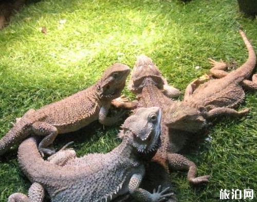 南宁动物园门票多少钱 地址+门票+交通指南